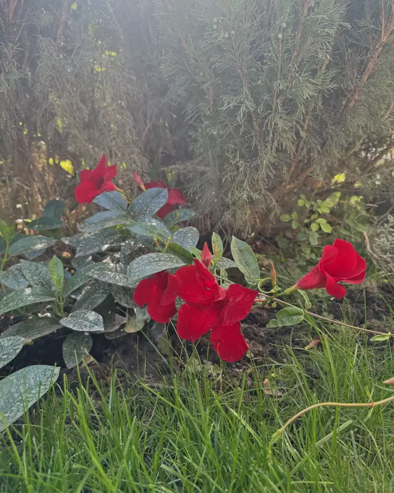 Curte casa Andreea Marin (2)