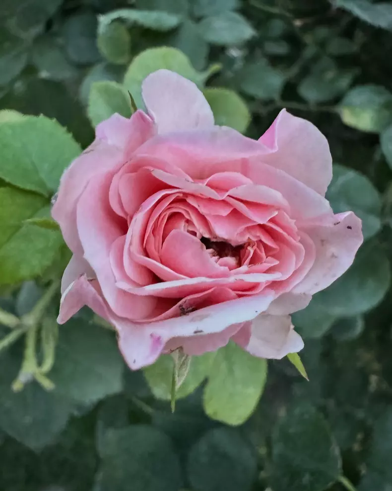 Curte casa Andreea Marin (4)