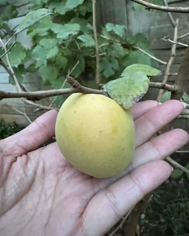 Curte casa Andreea Marin (5)