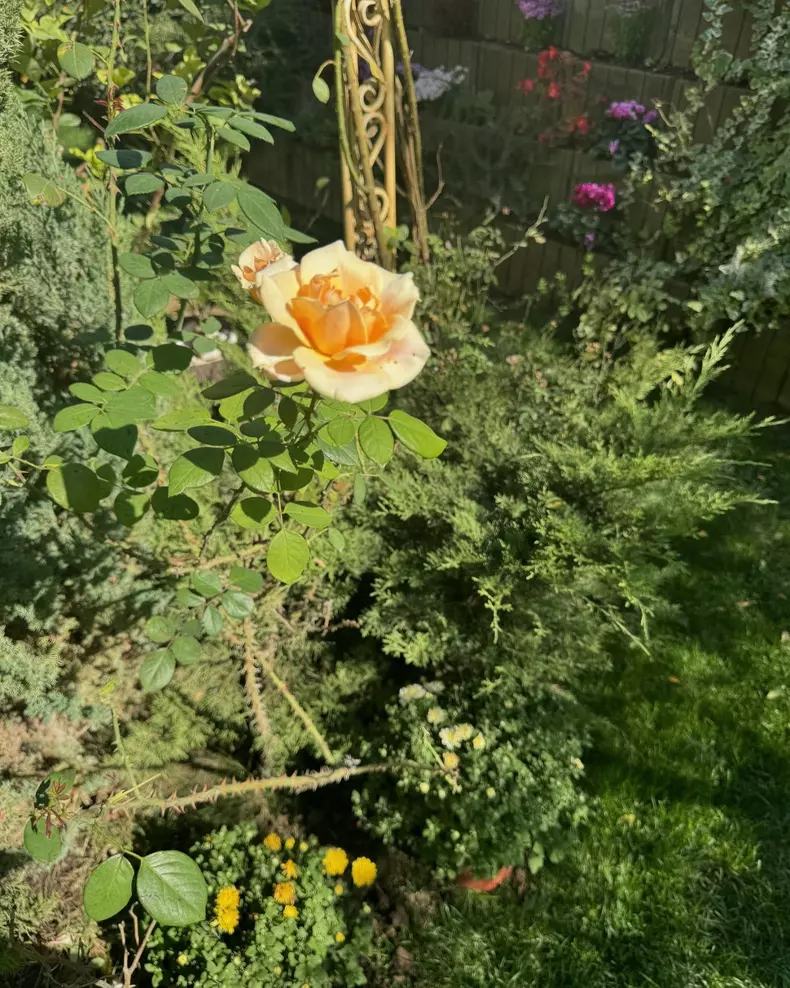 Curte casa Andreea Marin (8)