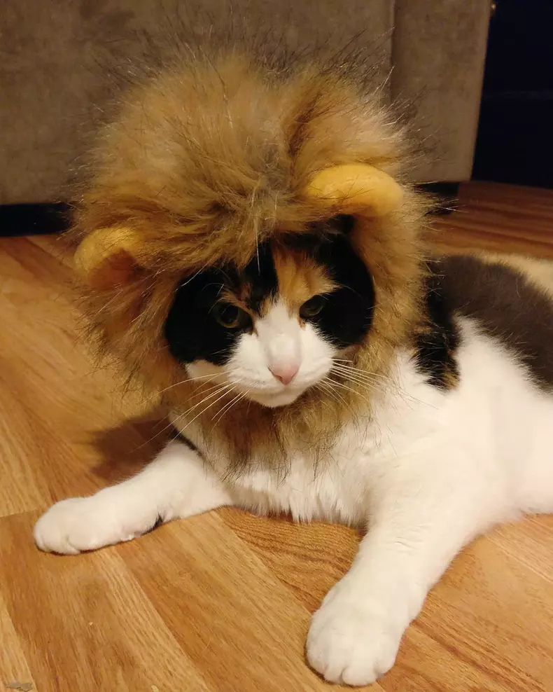 Cele mai amuzante costume de Halloween pentru animale