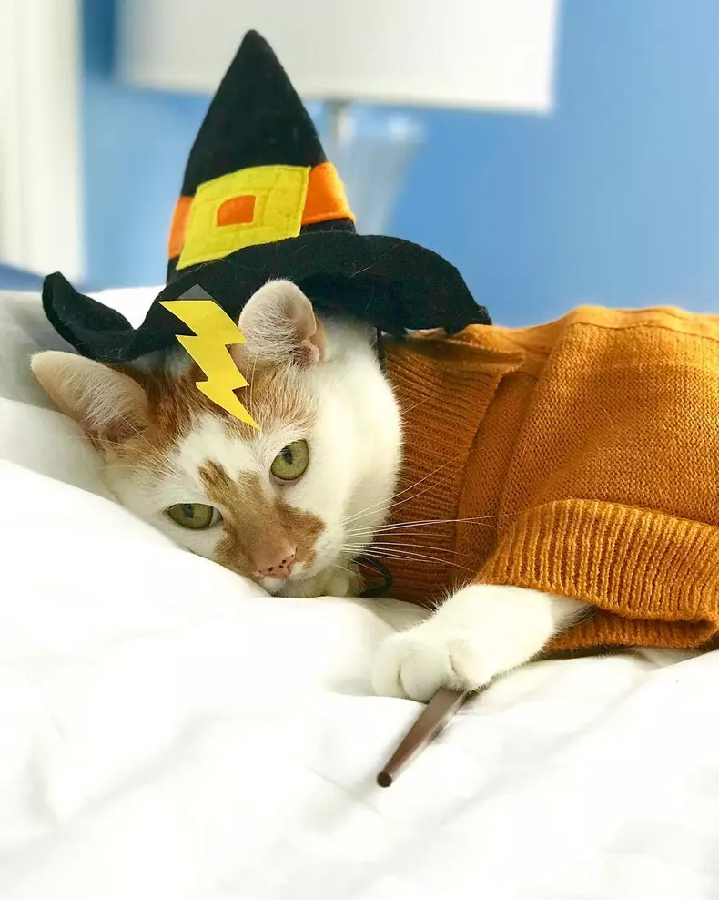 Cele mai amuzante costume de Halloween pentru animale
