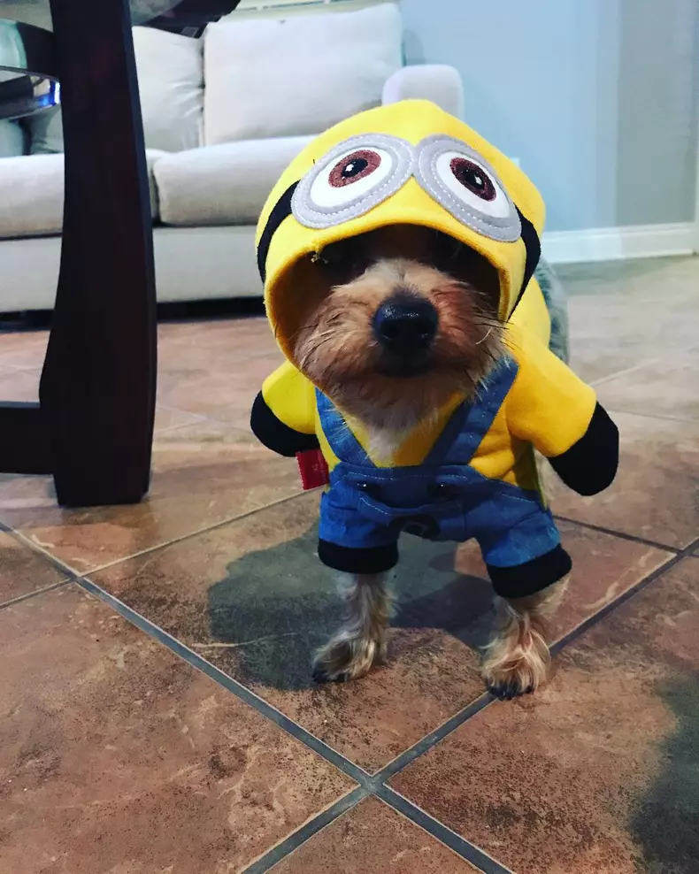 Cele mai amuzante costume de Halloween pentru animale