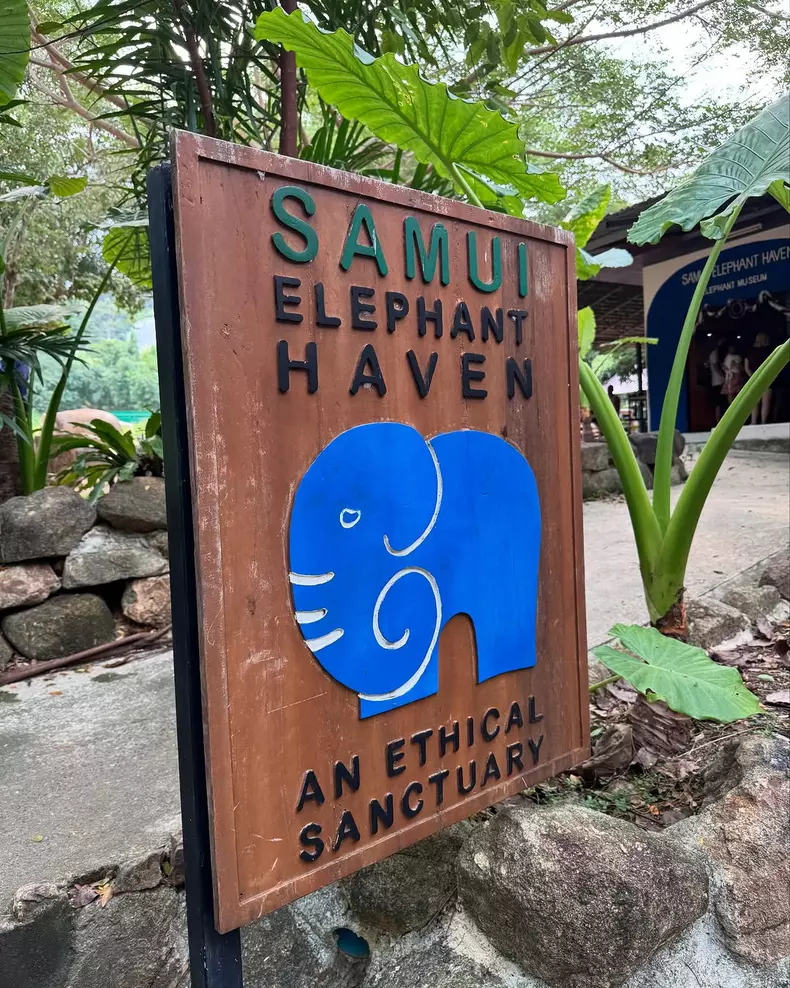 Cum a petrecut Laura Cosoi prima zi din 2025  (2)