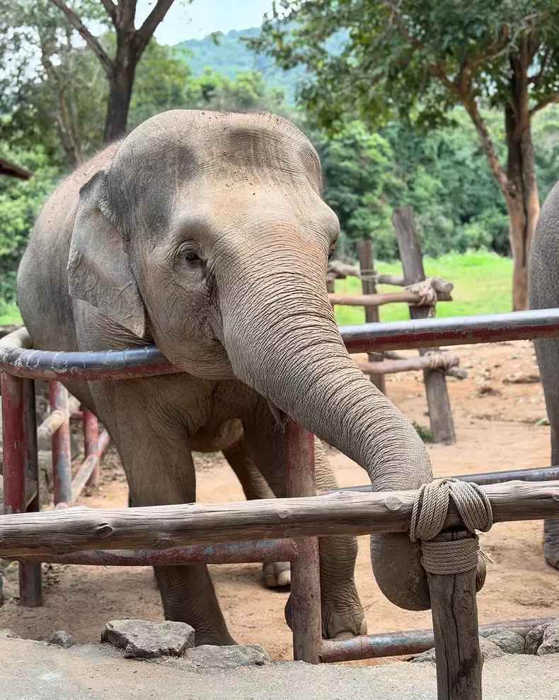 Cum a petrecut Laura Cosoi prima zi din 2025  (3)