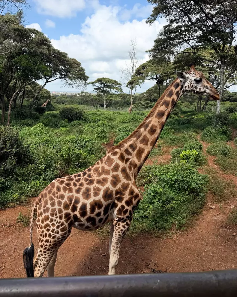 A doua mea întâlnire cu Kenya… și cu girafele ei superbe. Prima dată am fost cu Sofia, acum sunt aici cu Lucian și Noah. M-am întors pentru că mi-a fost dor de liniștea acestui loc, de peisajele care îț (8)