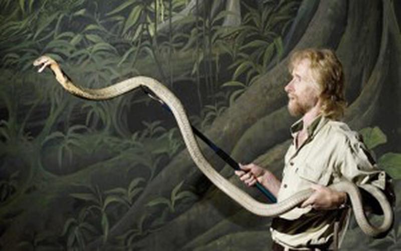 aventurile lui o'shea