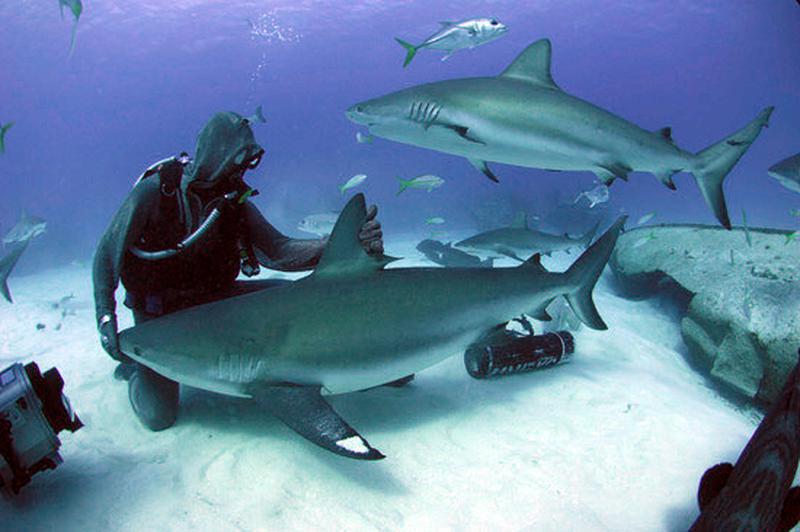 Shark Week