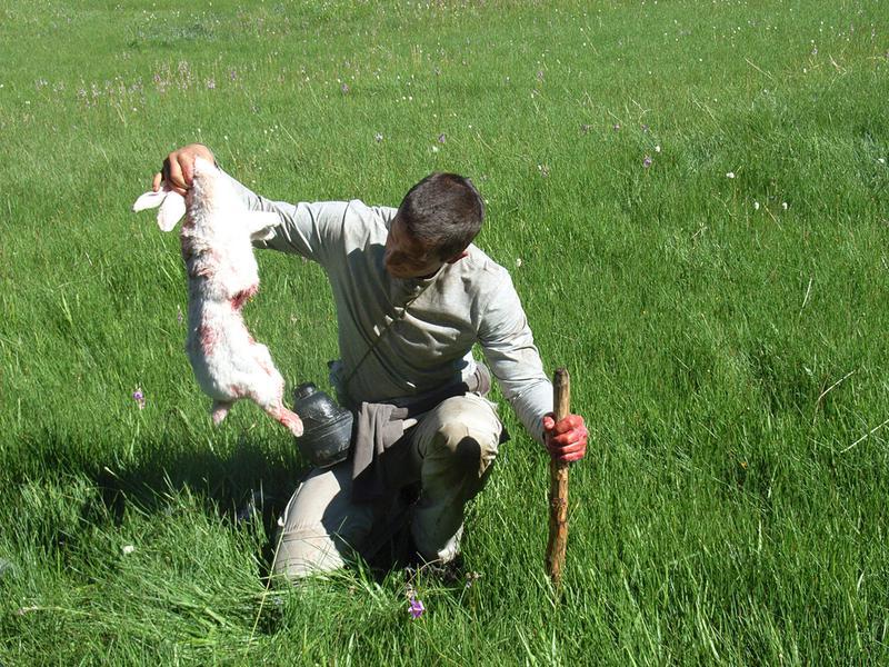 Bietul iepuraş alb! Şi-a pierdut burta, iar Bear Grylls o să-l mănânce!