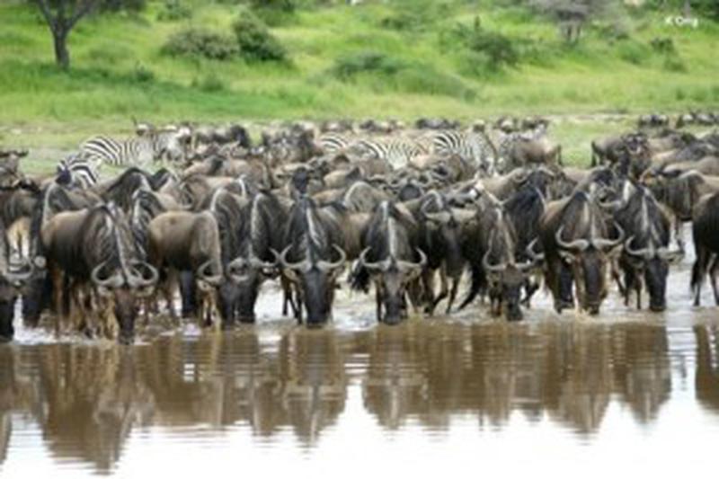 the great migration