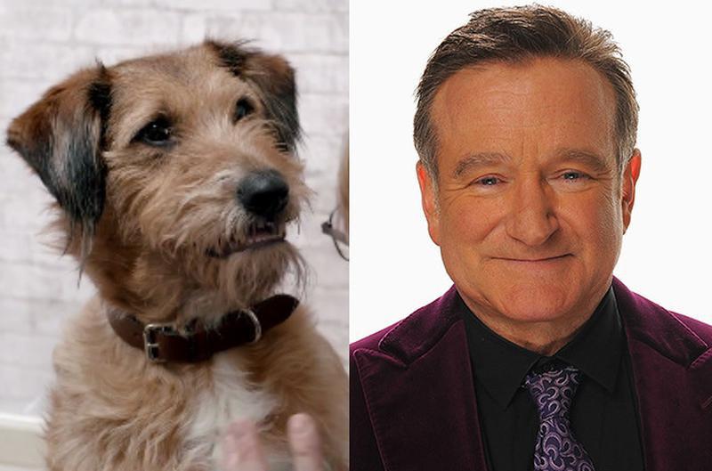 Absolutely Anything Robin Williams
