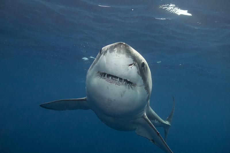 BEST BITES: 25 great shark moments