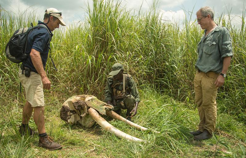 GARAMBA NATIONAL PARK, DEMOCRATIC REPUBLIC OF CONGO- Over 30,000 African elephants are killed every year. (Photo Credit: NG Studios/Josh Thomas)
