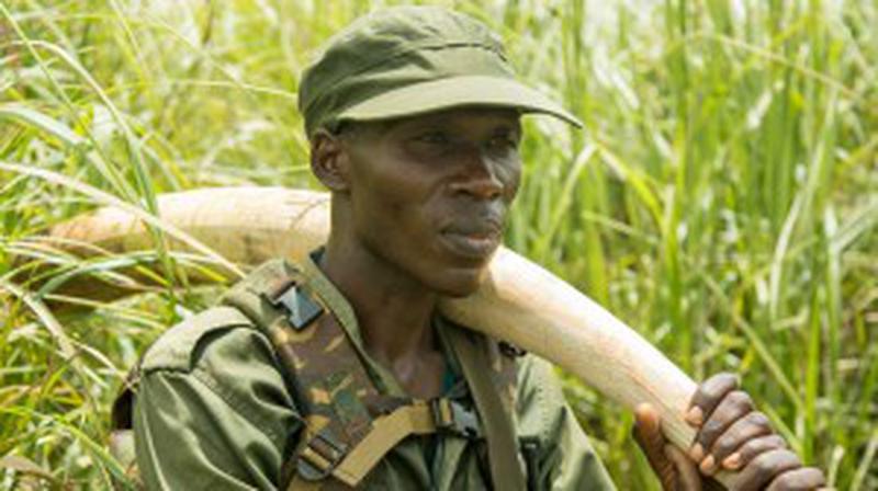 WarlordsOfIvory