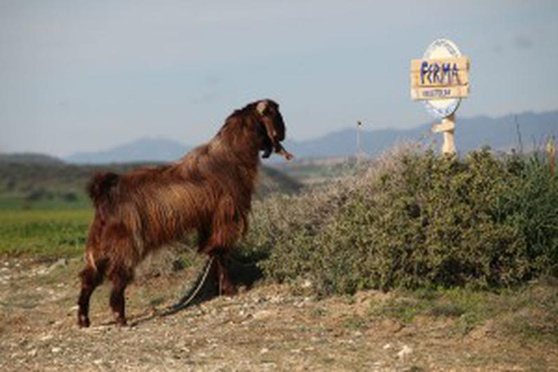Ferma vedetelor