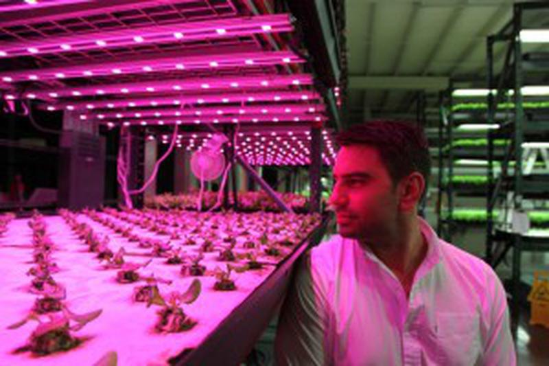 Chris Bavin in a vertical farm in Michigan which grows veg using coloured LED lights without any soil or sunlight.
