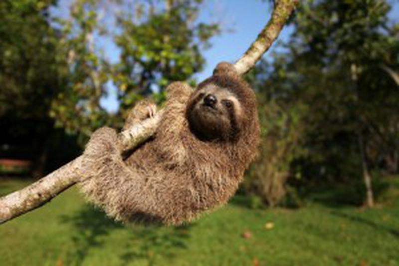 Episode 2. PICTURE SHOWS: Baby three toed sloth hanging on tree branch