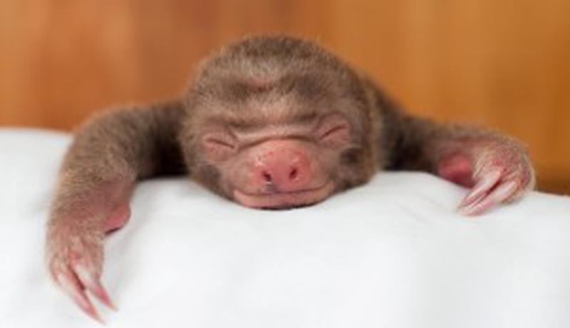 Episode 2. PICTURE SHOWS: Baby two toed sloth asleep on white sheet