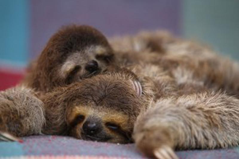 Episode 2. PICTURE SHOWS: Two baby three toed sloths asleep together on tartan blanket