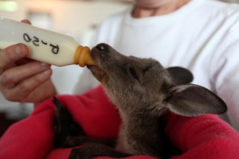 Episode 3. PICTURE SHOWS: Pinot the orphaned Eastern Grey Kangaroo drinking a bottle of milk