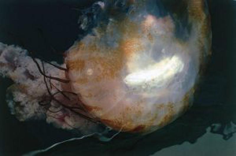5 The First oceans