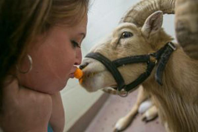 Animal ER