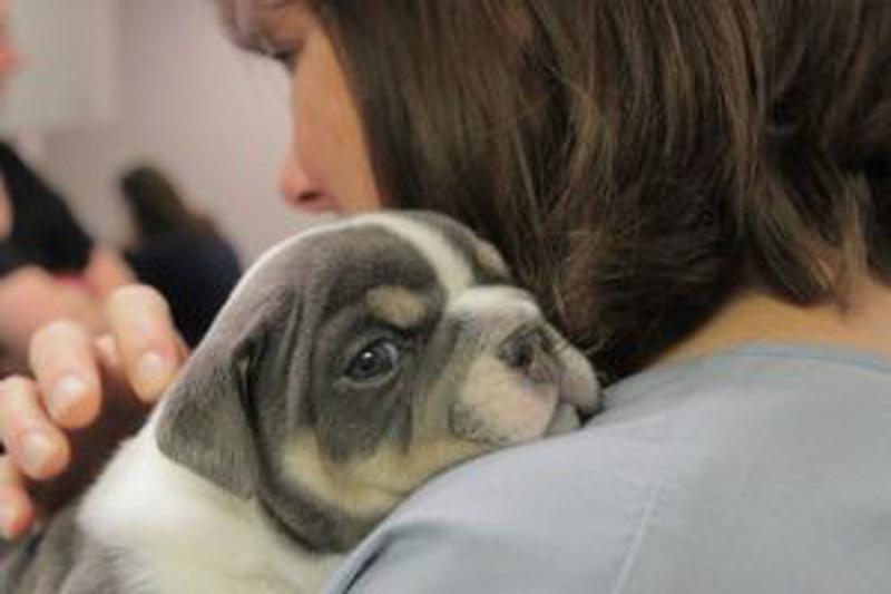Animal ER_Nat Geo Wild