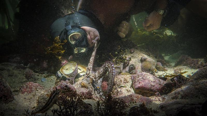 „Înțelepciunea caracatiței”, documentarul premiat cu Oscar la gala 2021, este disponibil pe Netflix