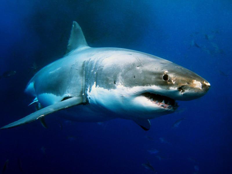 Shark Week 2021, sâmbătă, 17 iunie – Jackass Shark Week