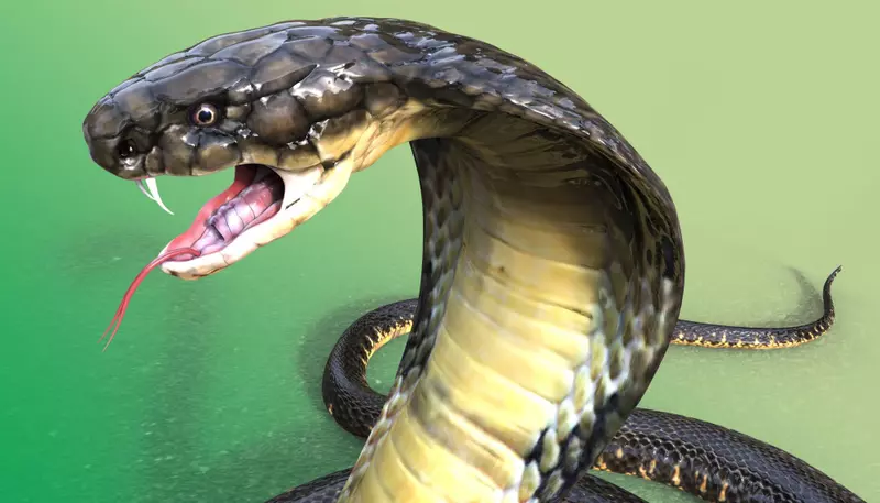 Un șarpe cu trei ochi a fost descoperit într-un oraș din Australia - hybridstudio.ro