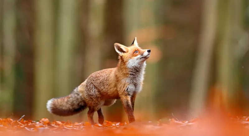 Animale Salbatice De Colorat Din Romania