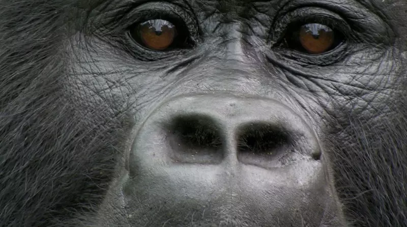 Premierele lunii noiembrie 2023 la National Geographic și National Geographic Wild