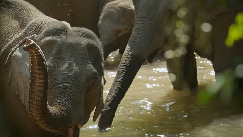 Three elephants in the Sancha river. (ZED)