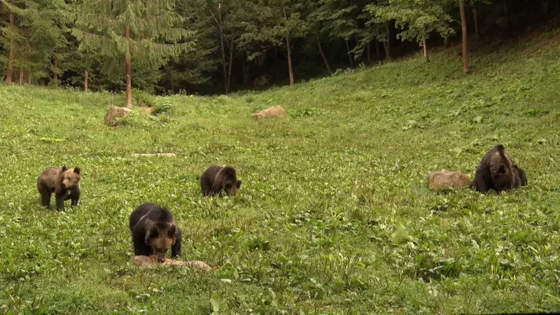 Dosar Romania 4