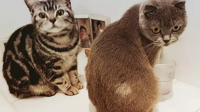 Astăzi este Ziua Internațională a pisicilor! Iată cele mai simpatice feline ale vedetelor din România!