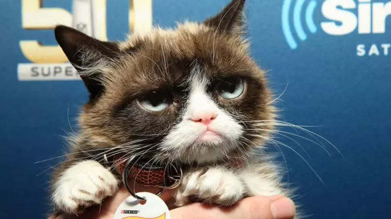 De ce a murit GRUMPY CAT. Pisicuța „morocănoasă” avea 11 milioane de fani pe internet și este prima felină care are statuie din ceară în muzeul Madame Tussauds