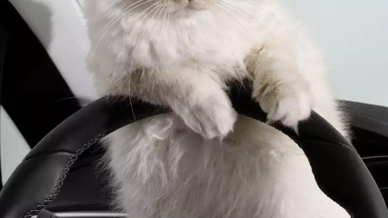 Ce s-a întâmplat cu Choupette, pisica milionară a lui Karl Lagerfeld, la un an de la moartea designerului. Zboară cu avion privat și are multe contracte de imagine!