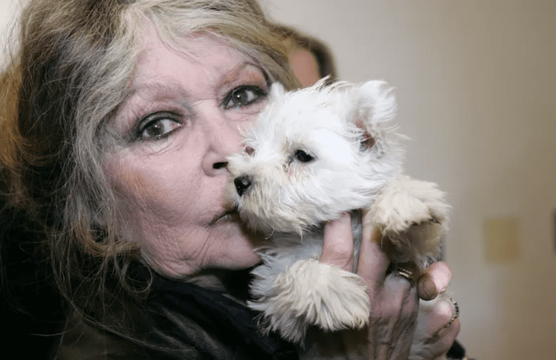 brigitte bardot