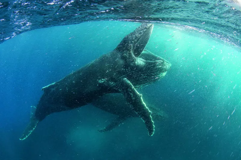 OURPLANET_LD_STEVEBENJAMIN (1)