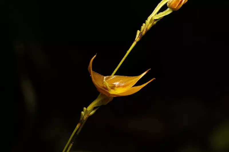 orhidee