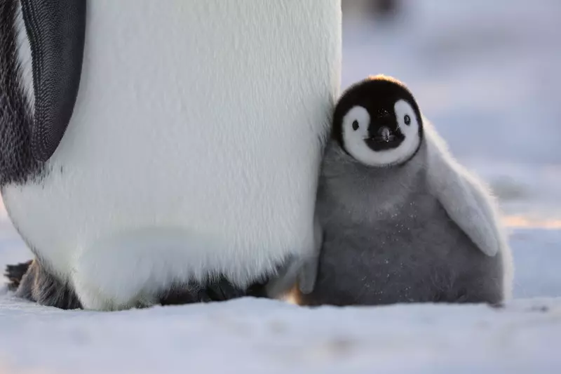 secretele-pinguinilor-documentar (1)