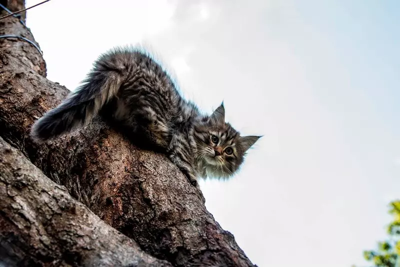 „Luna felinelor” revine la Nat Geo Wild. Ce documentare sunt în program (1)