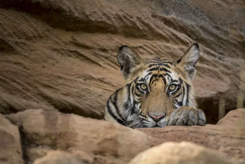 Dynasties_early release