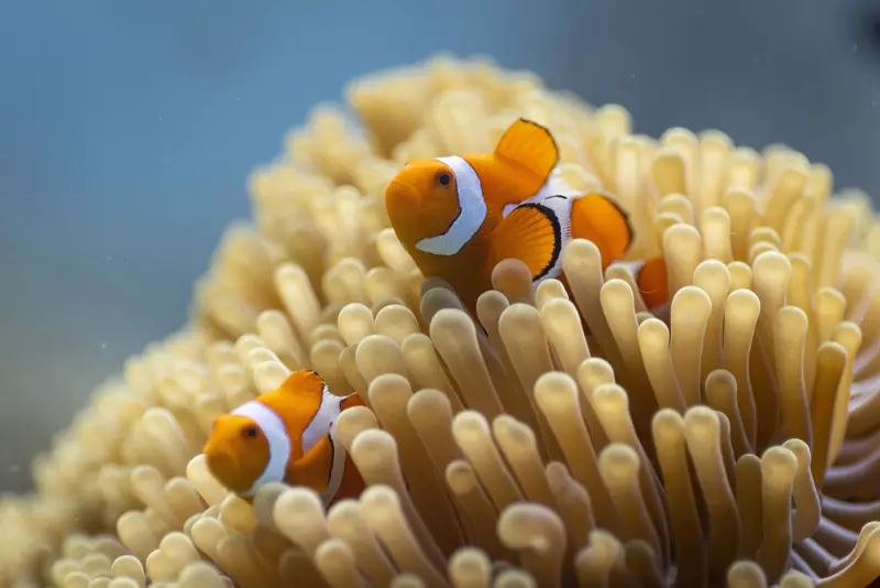 Oceanul cu David Attenboroug