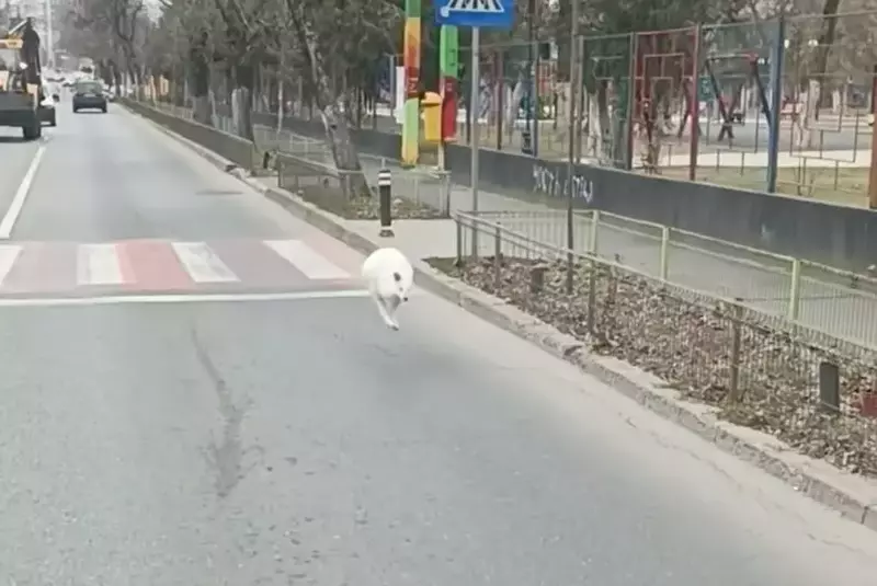 0-265862-nutu_camataru_calare