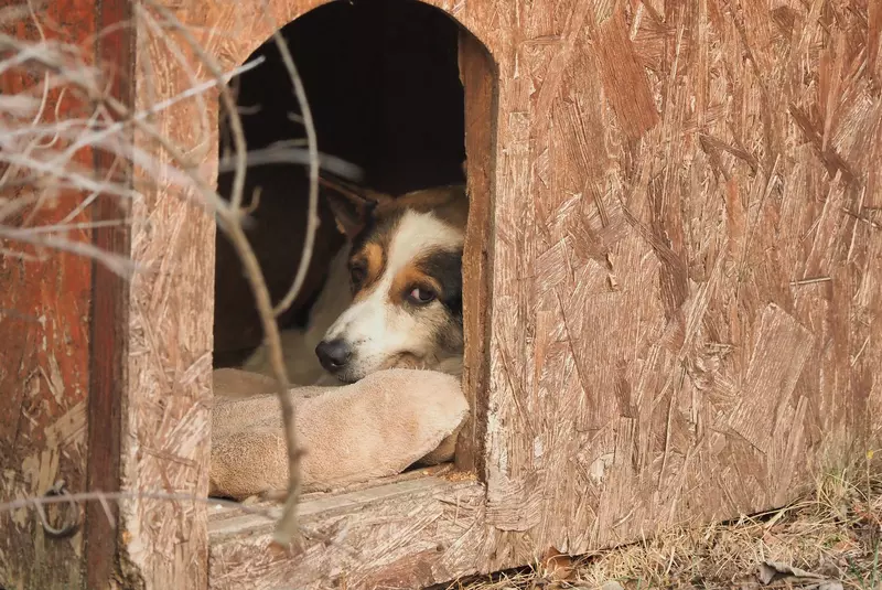 Câinii-Cristinei-Țopescu-1