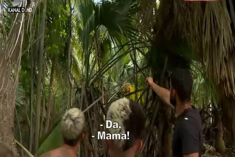 culita-sterp-survivor-viespi-