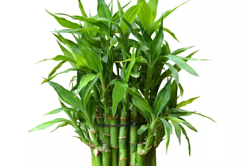 Child,Playing,With,Porcelain,Elephant,From,Childrens,Activities.