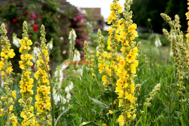 verbascum-phlomoides