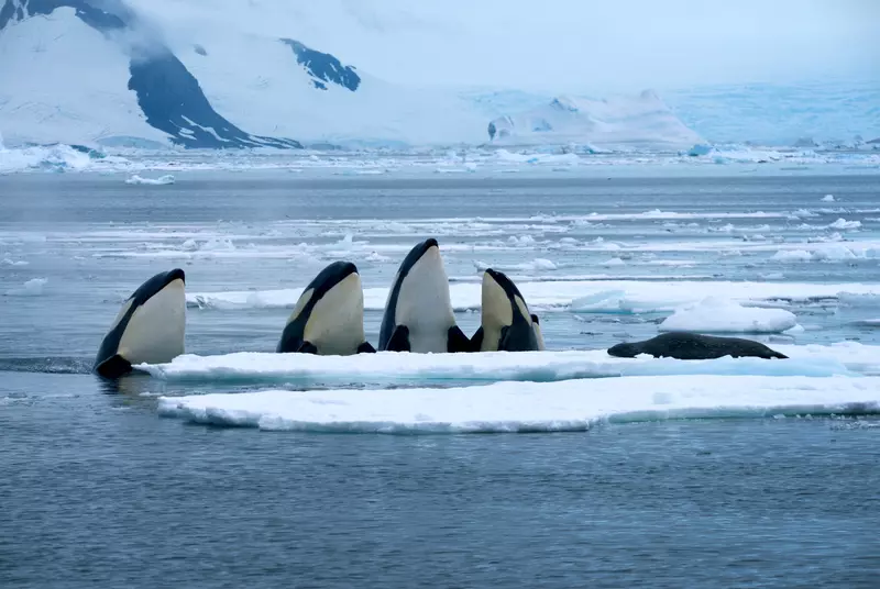 Expeditia Orca
